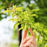 Close-up of a Person Touching a a Green Fruit on a Tree